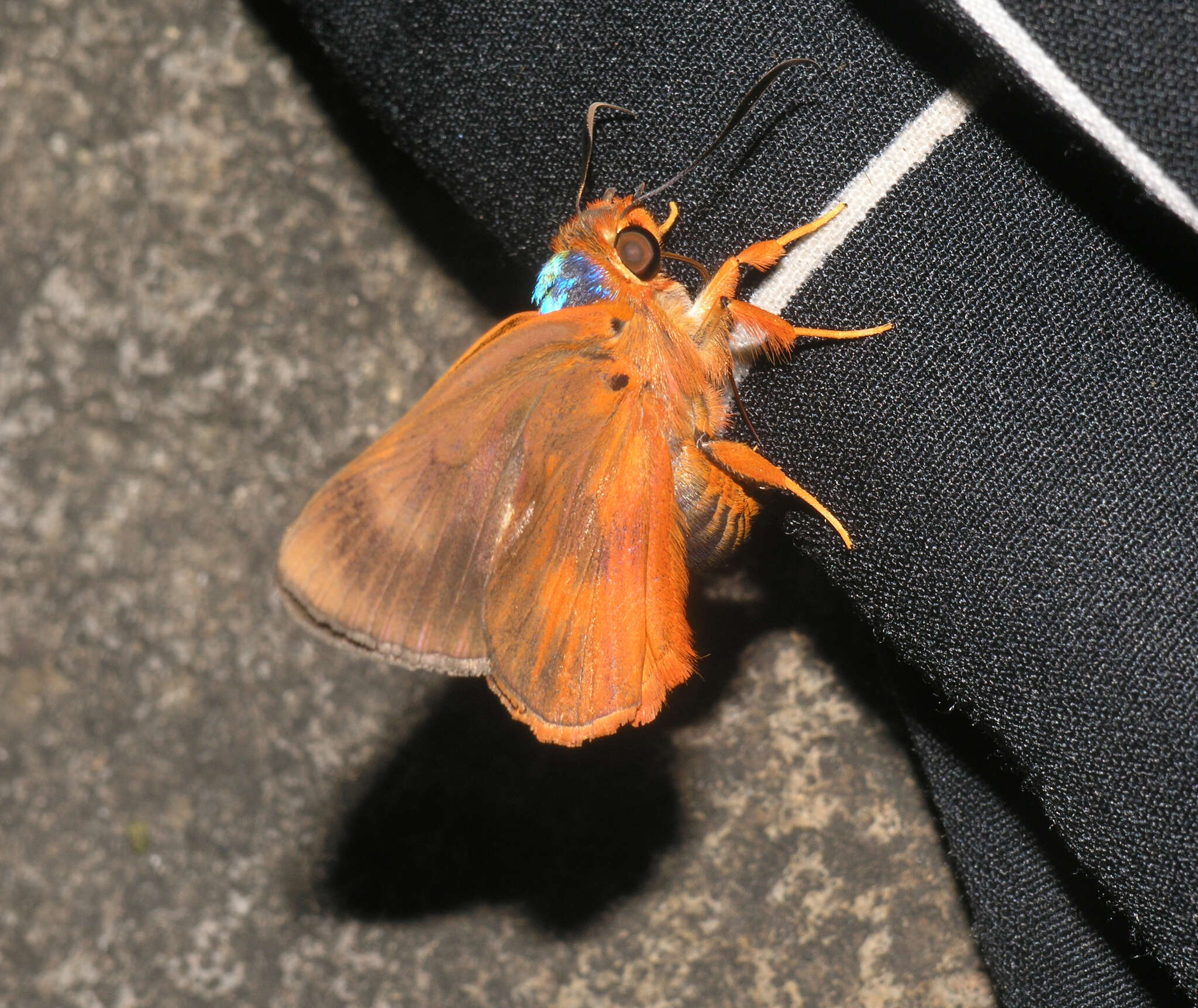 Image of Bibasis oedipodea Swainson 1820