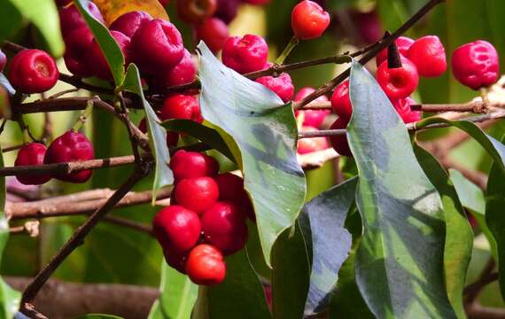 Plancia ëd Syzygium claviflorum (Roxb.) Wall. ex A. M. & J. M. Cowan