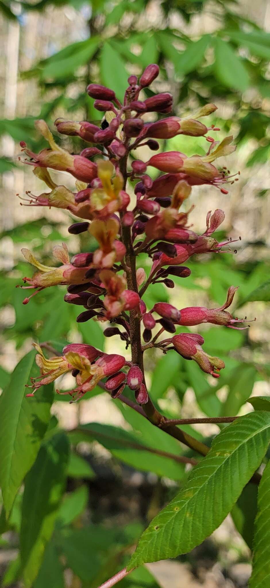 صورة Aesculus bushii C. K. Schneid.