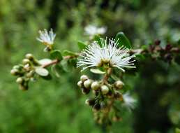 Image of Metrosideros perforata (J. R. & G. Forst.) A. Rich.