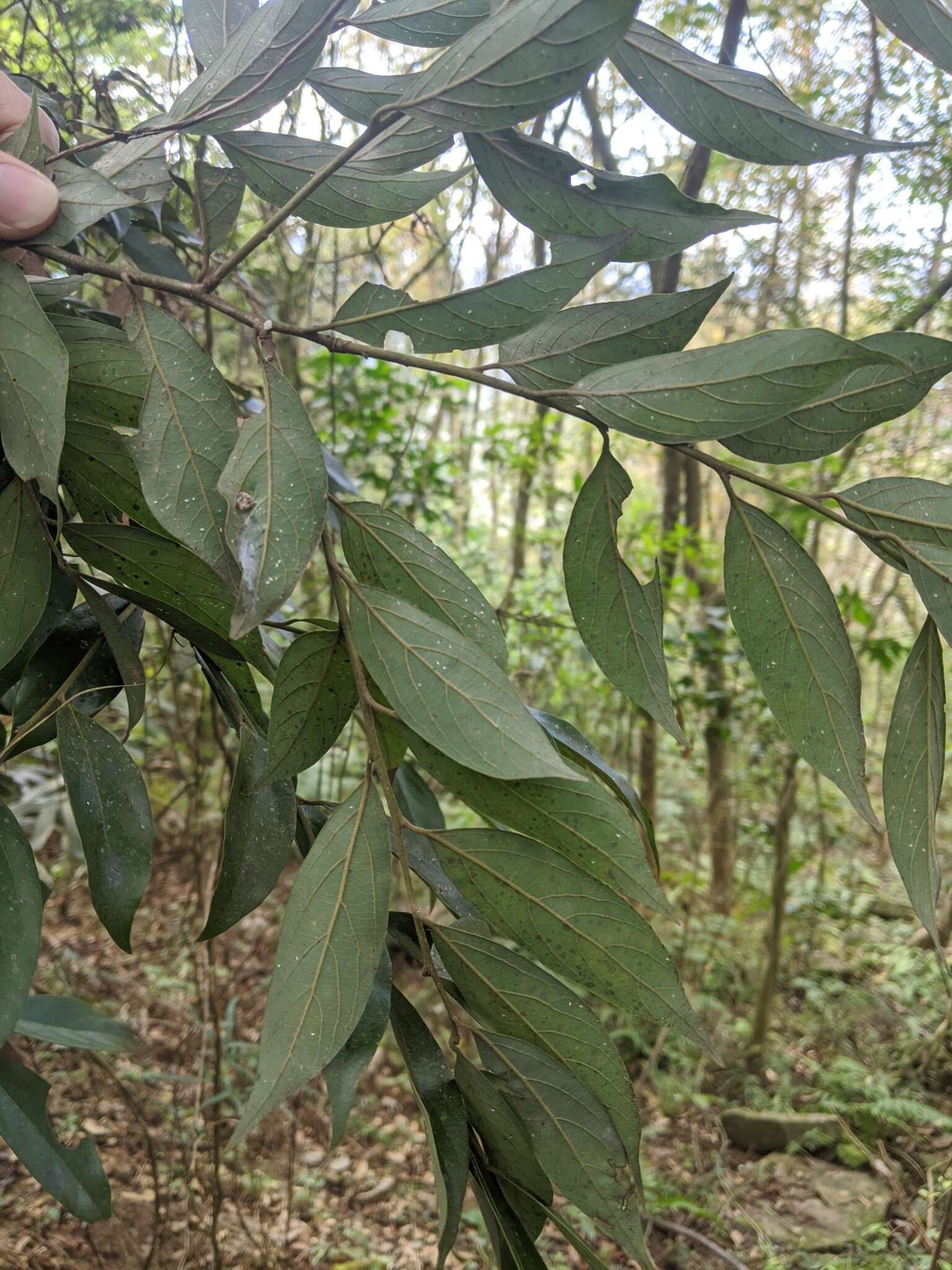 Image of Lindera communis Hemsl.