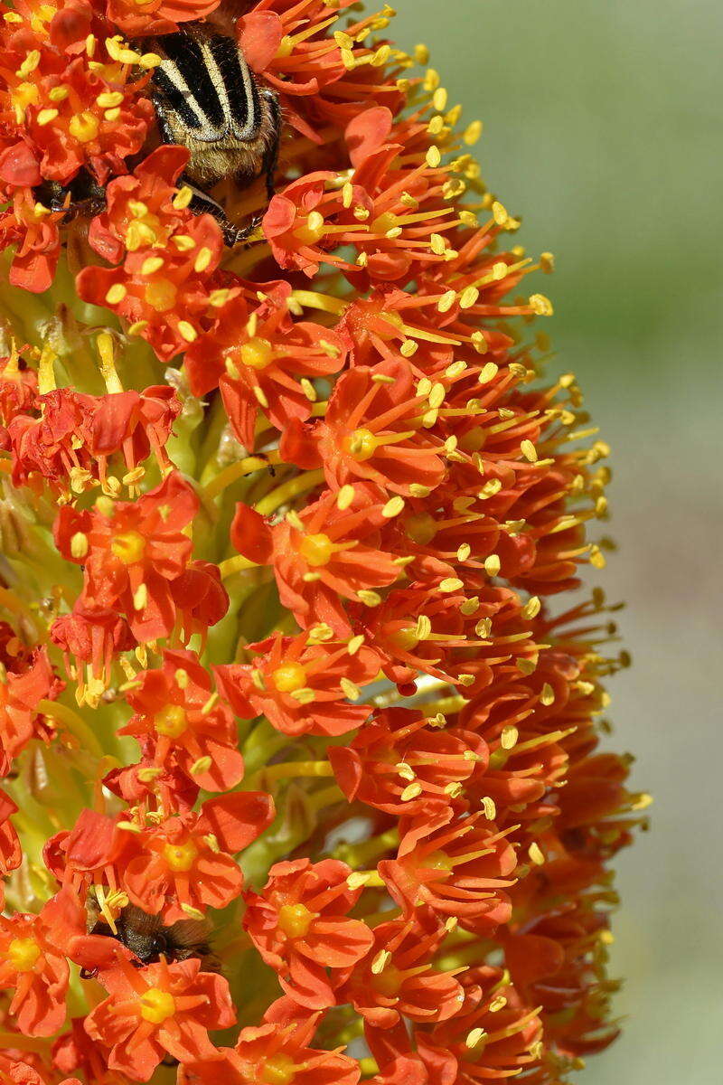 Image of Bulbinella latifolia subsp. doleritica (P. L. Perry) P. L. Perry