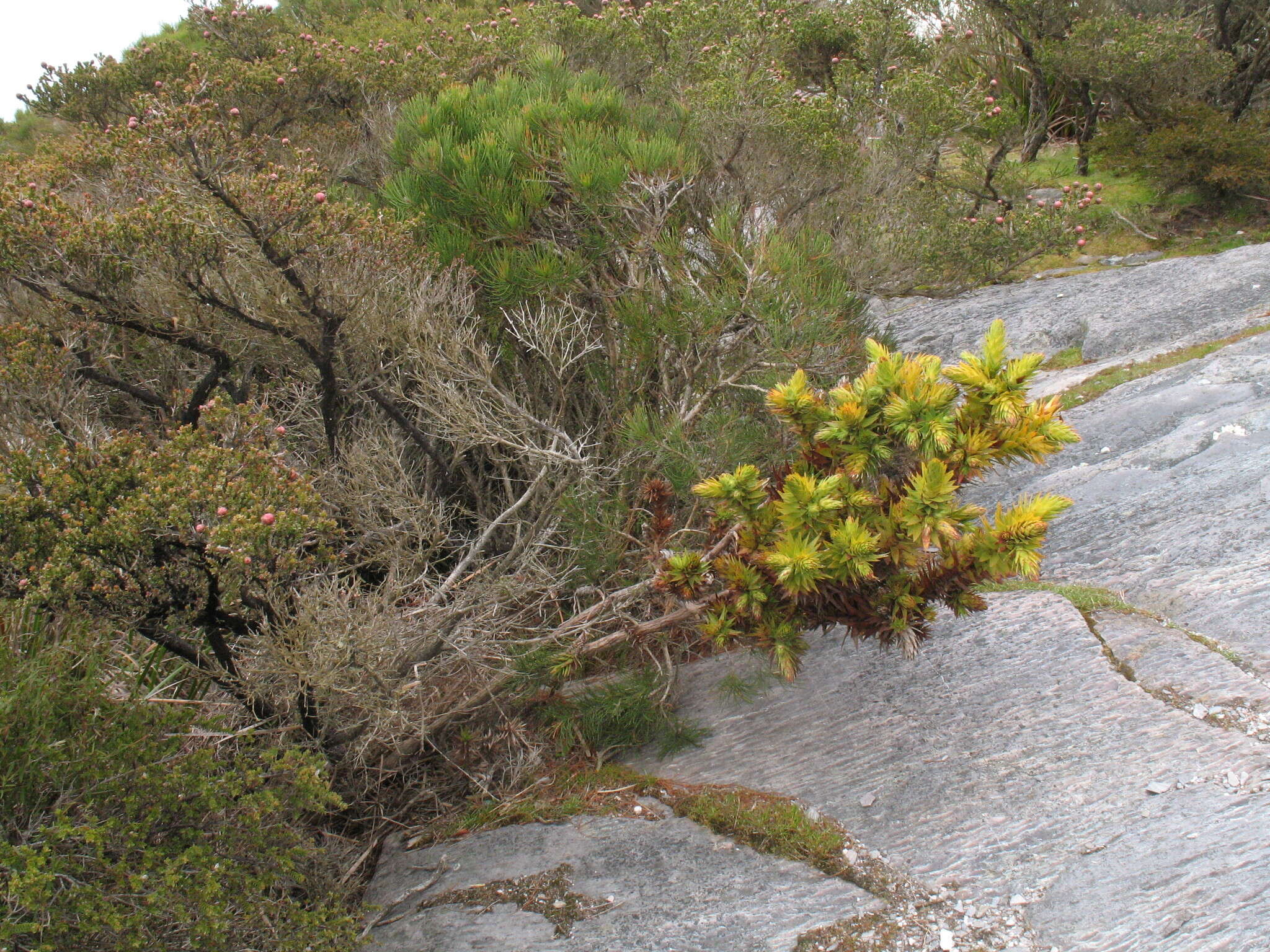 Image of Andersonia axilliflora (Stschegl.) Druce