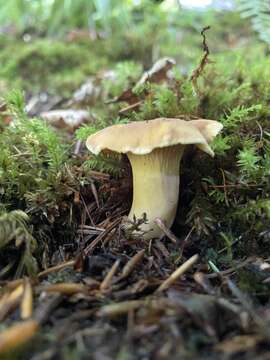 Plancia ëd Cantharellus amethysteus (Quél.) Sacc. 1887