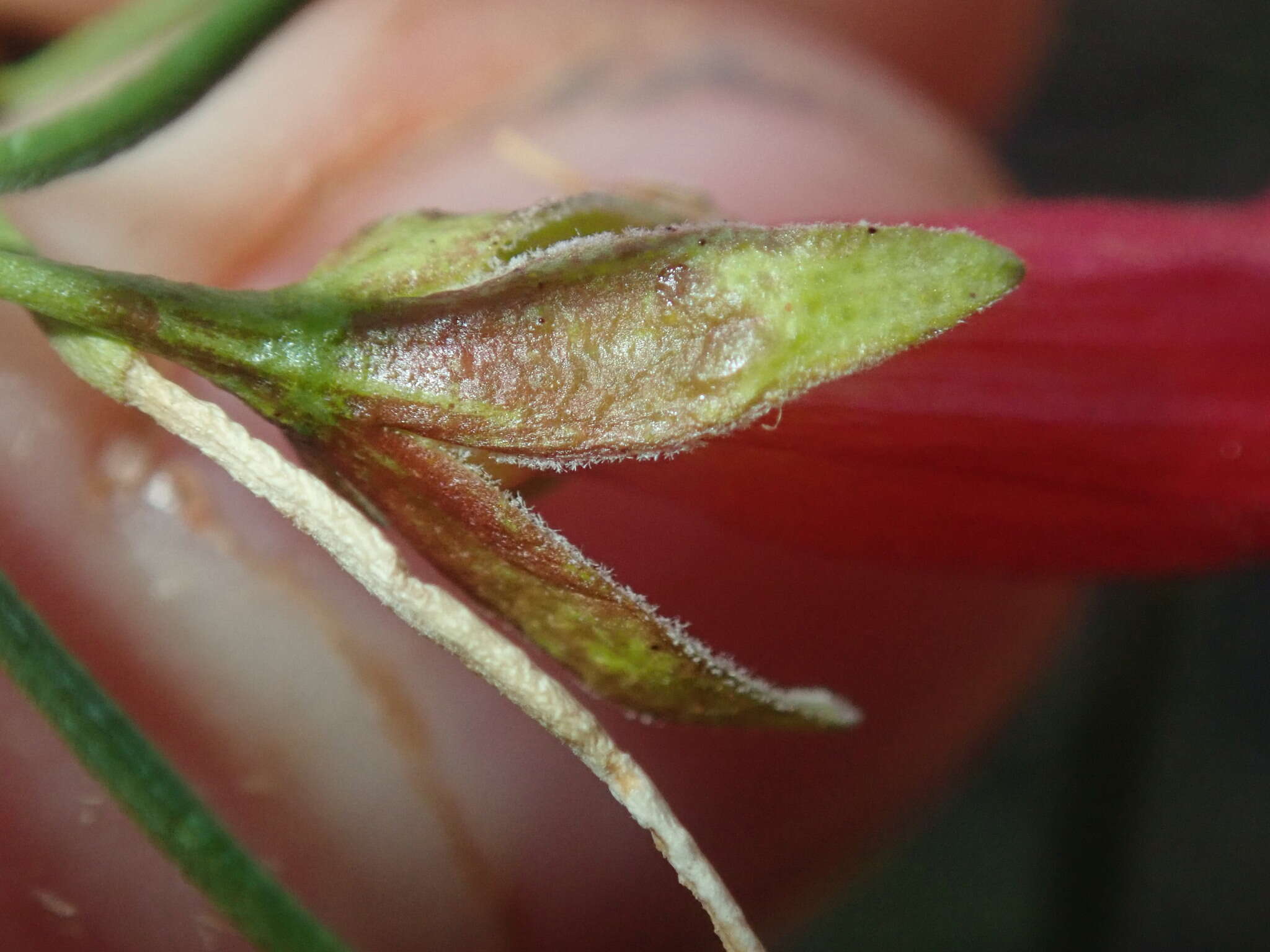 Image of Eremophila latrobei subsp. glabra (L. S. Smith) R. J. Chinnock