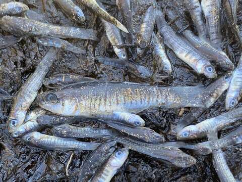 Image of Mediterranean Killifish