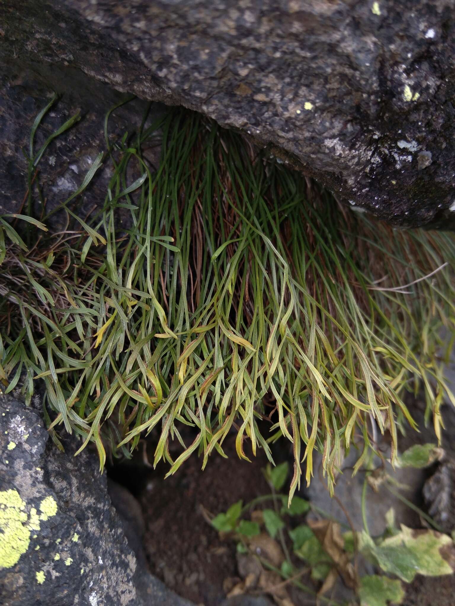 Sivun Asplenium septentrionale subsp. septentrionale kuva