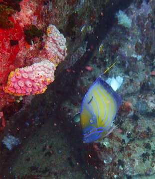 Image de Poisson-ange à anneau