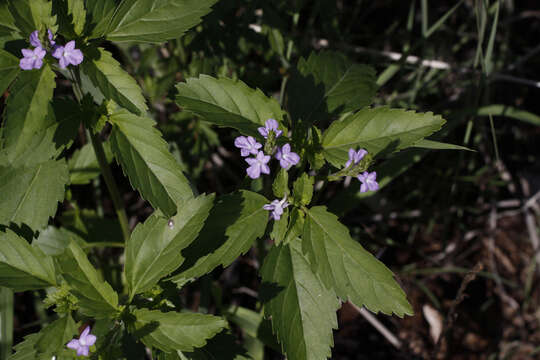 Image of hillside vervain