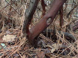 Sivun Arctostaphylos manzanita subsp. wieslanderi P. V. Wells kuva