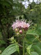 Plancia ëd Brickellia cordifolia Ell.