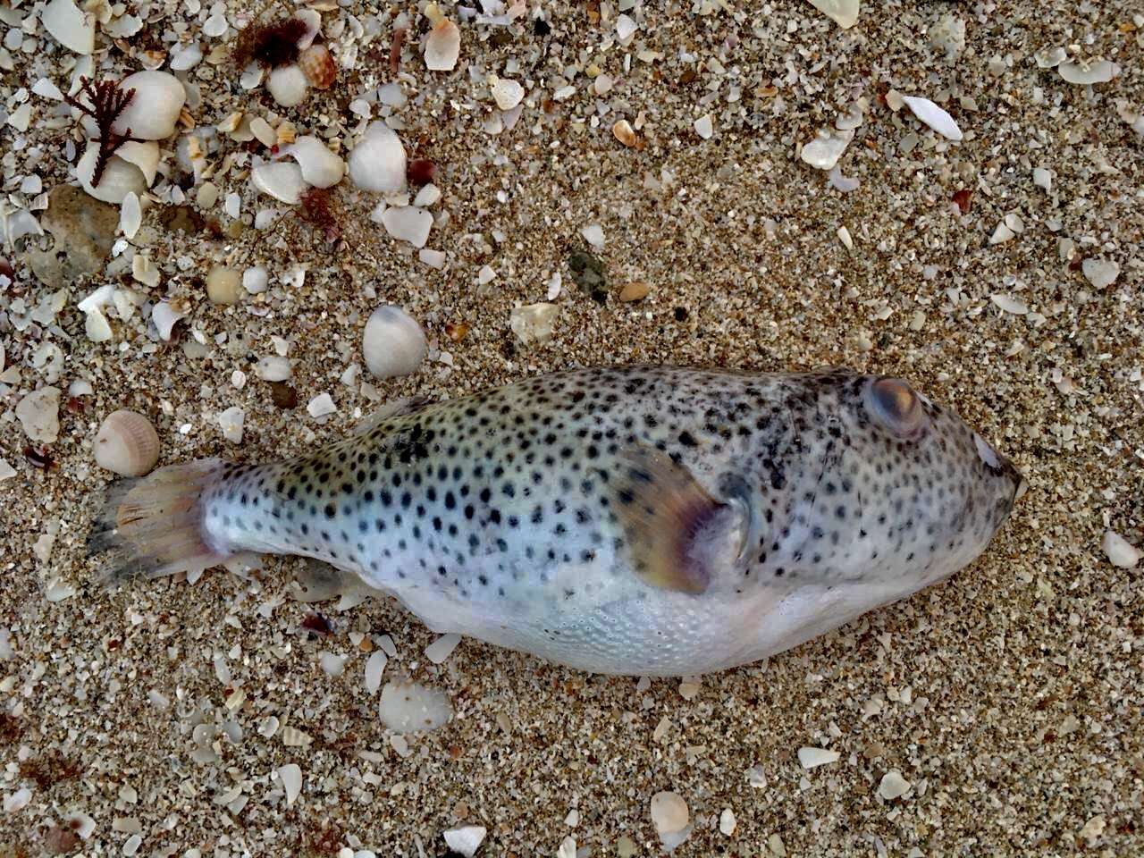 Image of Checkered Puffer