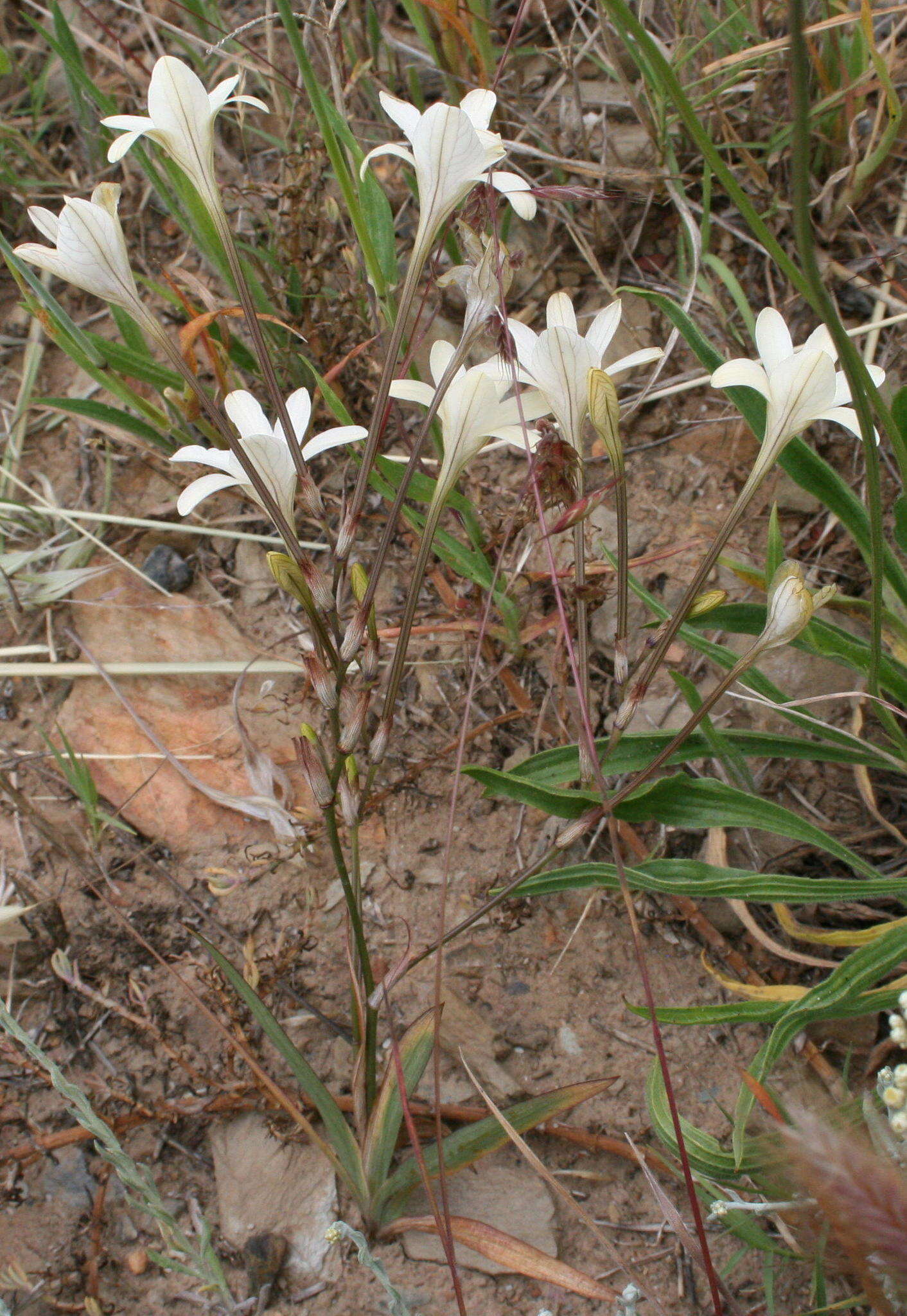 Image of Tritonia flabellifolia (D. Delaroche) G. J. Lewis