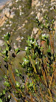 Image of <i>Liparia latifolia</i>