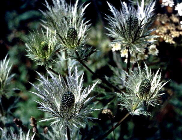 Imagem de Eryngium alpinum L.