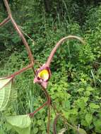 Image of Aristolochia foetida Kunth