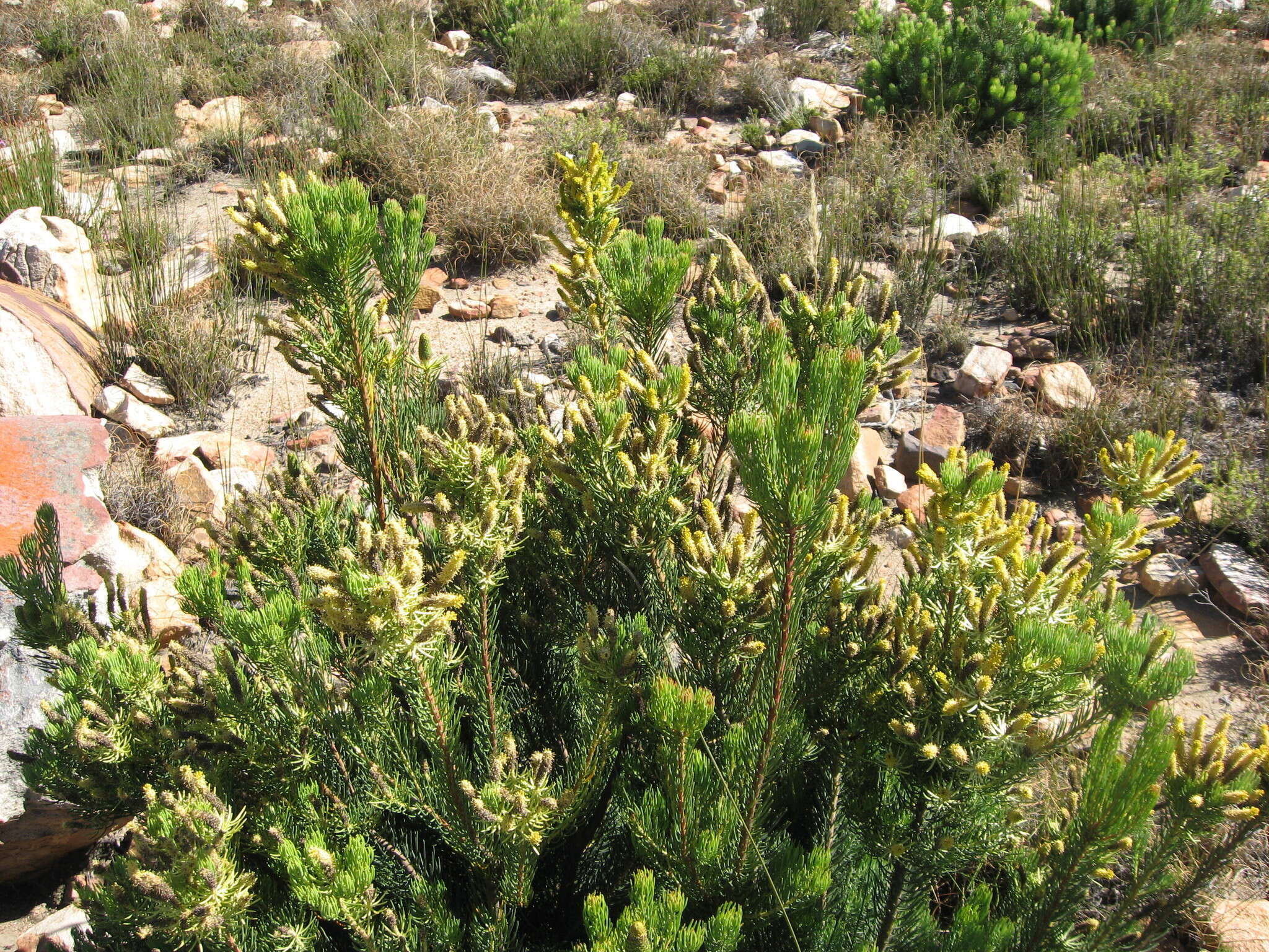 صورة Leucadendron nobile I. Williams