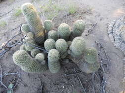 Image of Mammillaria dioica subsp. estebanensis (G. E. Linds.) D. R. Hunt