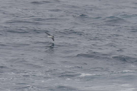 Image of Subantarctic Shearwater