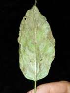 Image of Mompha terminella Westwood