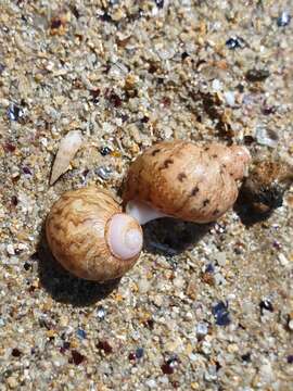 Plancia ëd Phasianella ventricosa Swainson 1822