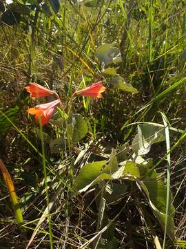 Image of Alstroemeria gardneri Baker