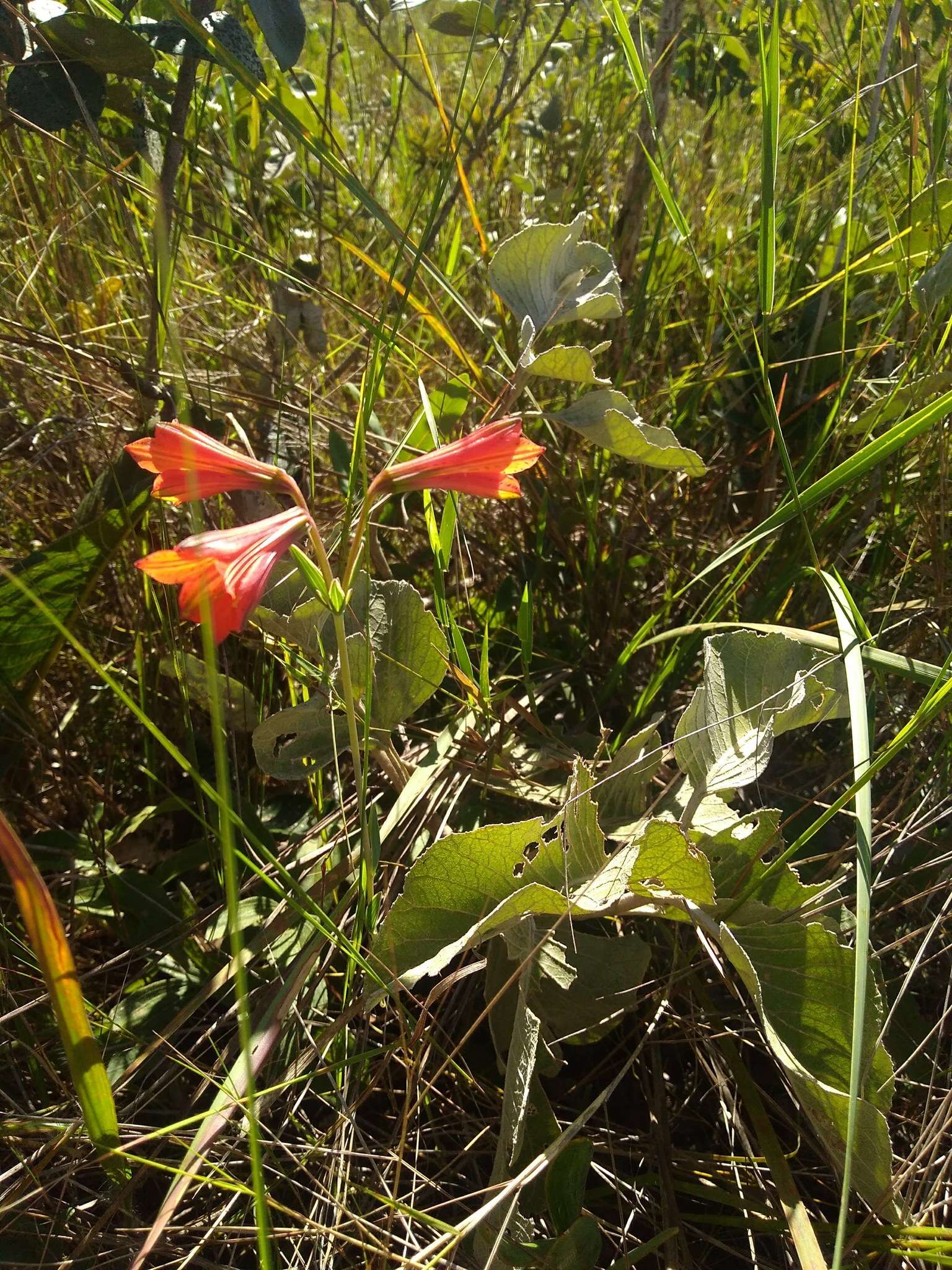 Image of Alstroemeria gardneri Baker