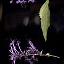 Image de Plectranthus ecklonii Benth.