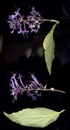 Image of Plectranthus ecklonii Benth.