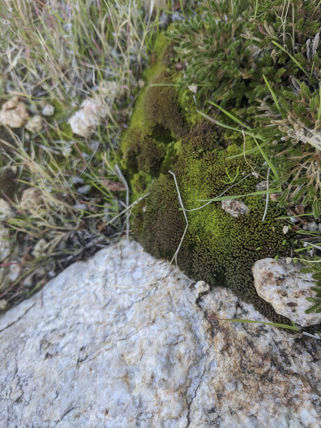 Image of Syntrichia virescens Ochyra 1992