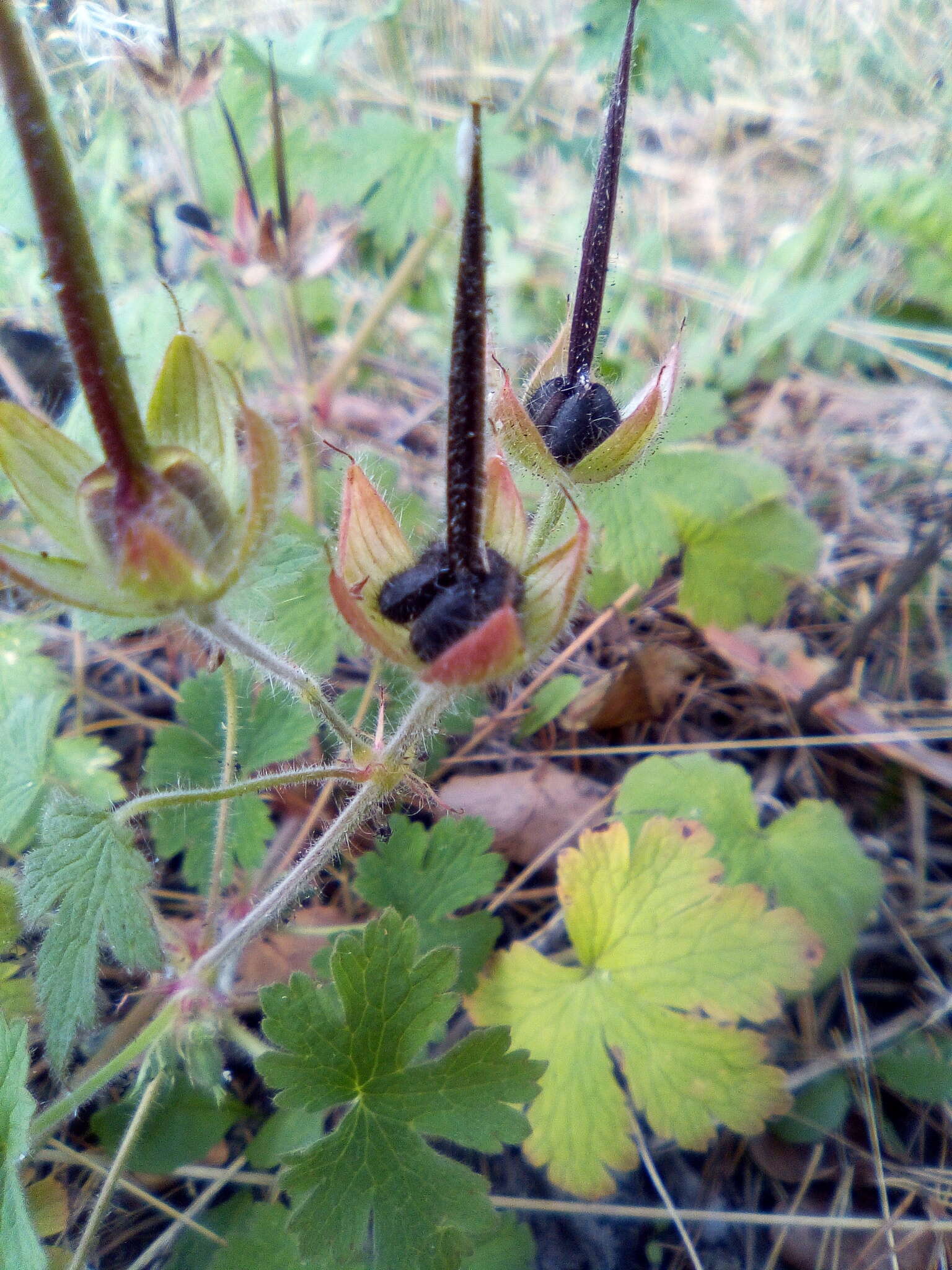 Imagem de Geranium bohemicum L.