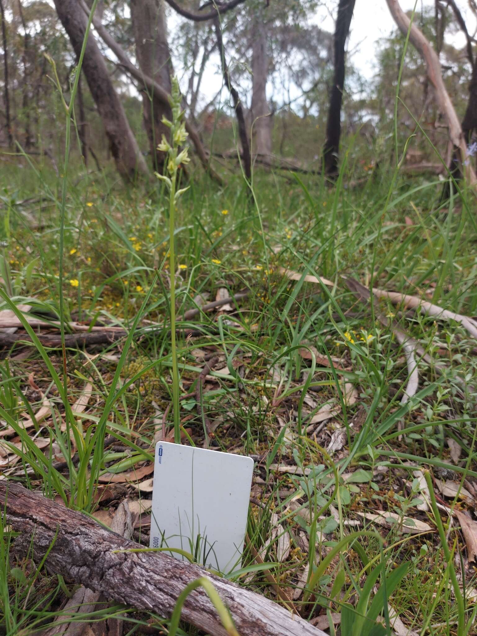 Image of Prasophyllum pallidum Nicholls