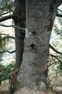 Plancia ëd Abies durangensis var. coahuilensis (I. M. Johnst.) Martínez