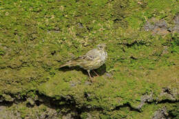 Anthus petrosus (Montagu 1798) resmi