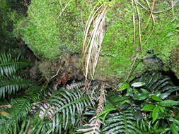 Image of Hymenophyllum aeruginosum (Poir.) Carm.