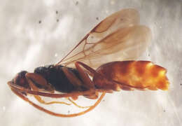 Image of Ampulicomorpha Ashmead 1893