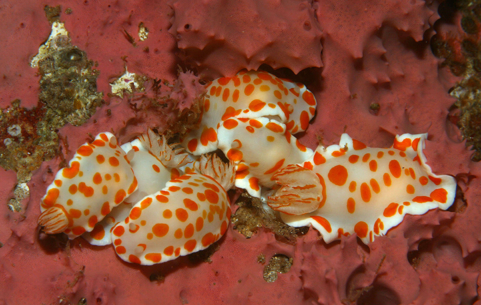 Image of Goniobranchus tasmaniensis (Bergh 1905)