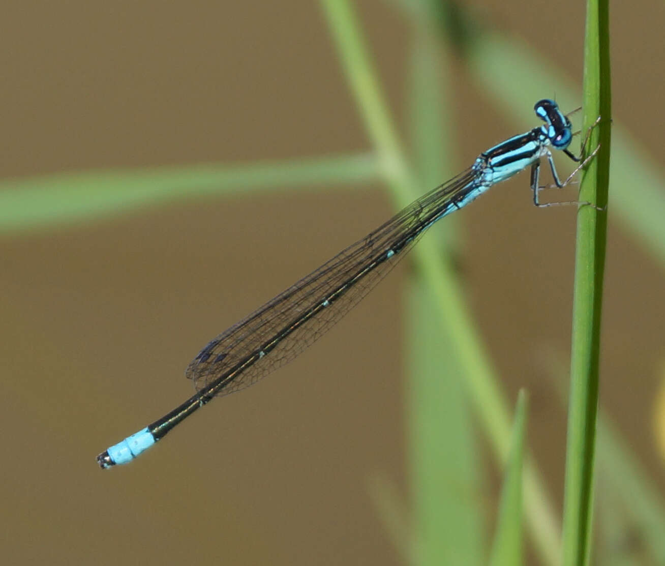 Image of Turquoise Bluet