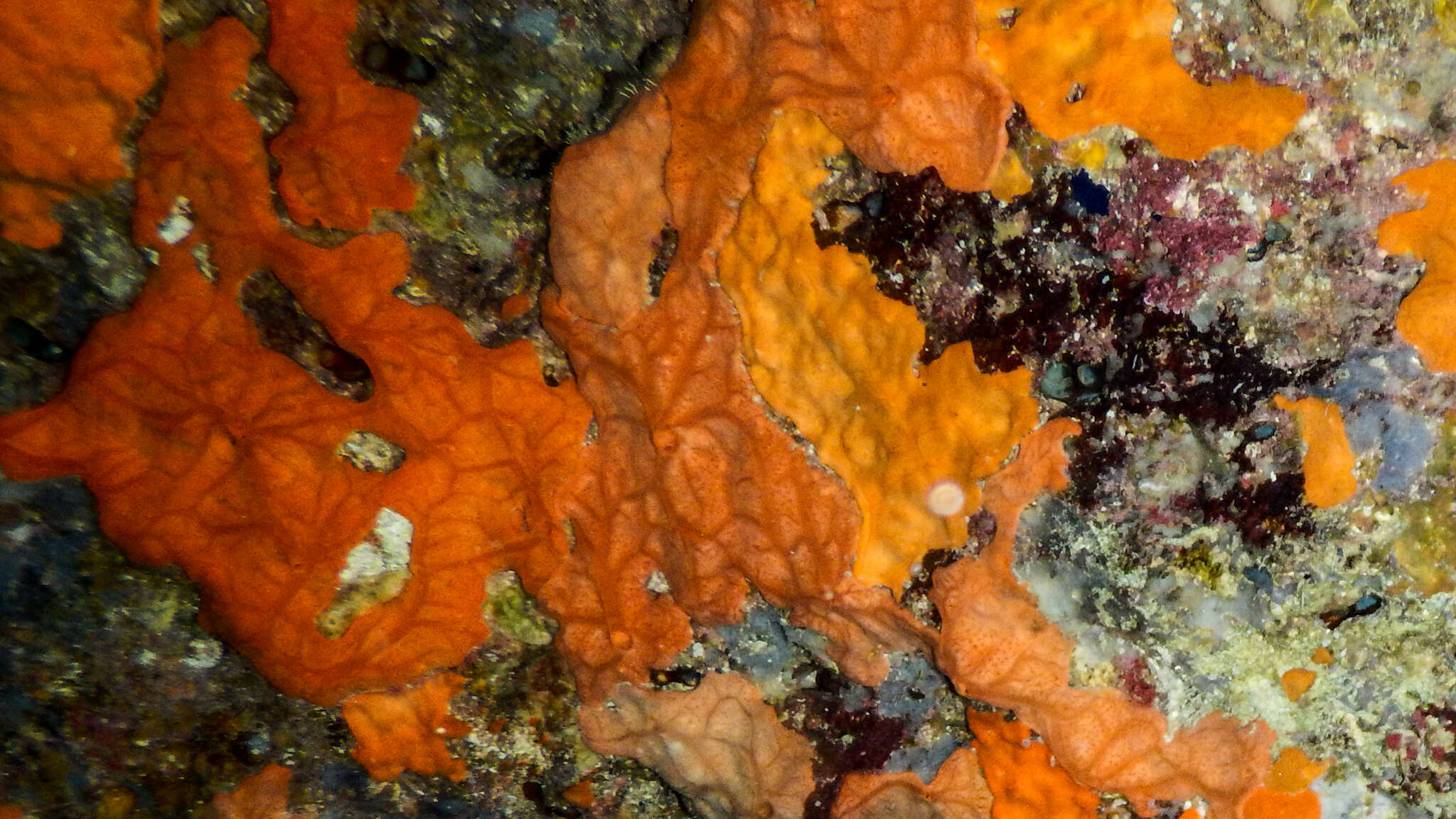 Image of encrusting orange sponge