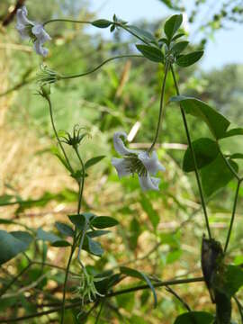 Image de Clematis viticella subsp. campaniflora (Brot.) O. Kuntze