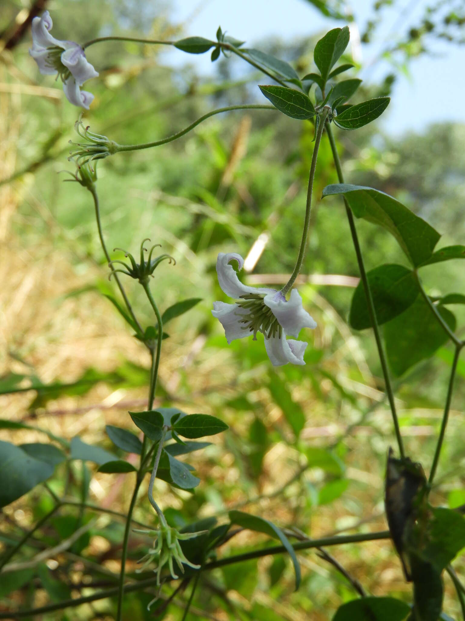 Image of bellflower clematis