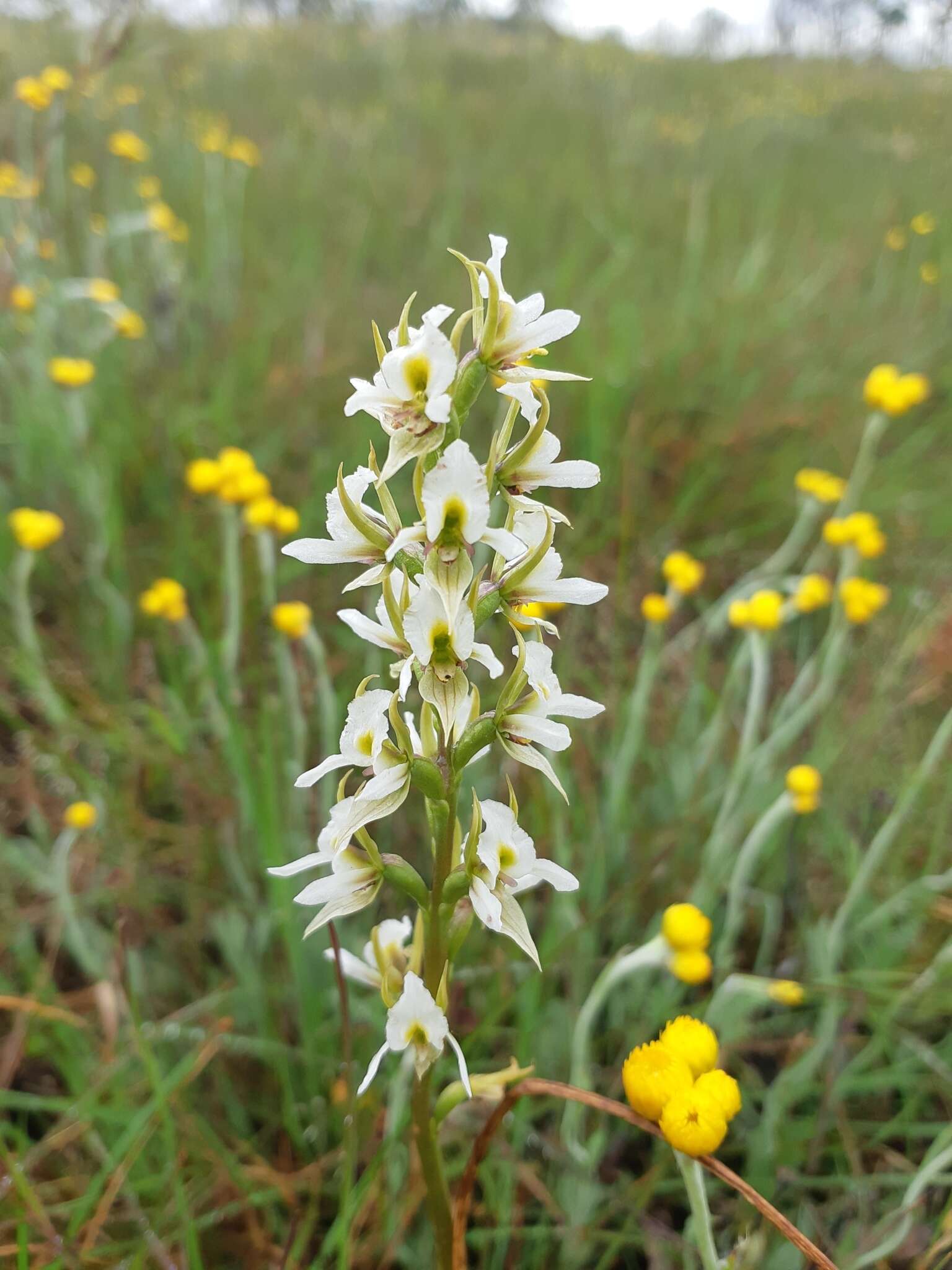 Imagem de Prasophyllum tunbridgense D. L. Jones