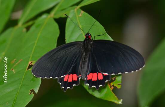 Image de Parides erithalion (Boisduval 1836)