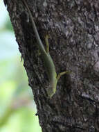 Image of Fiji Green Emo Skink