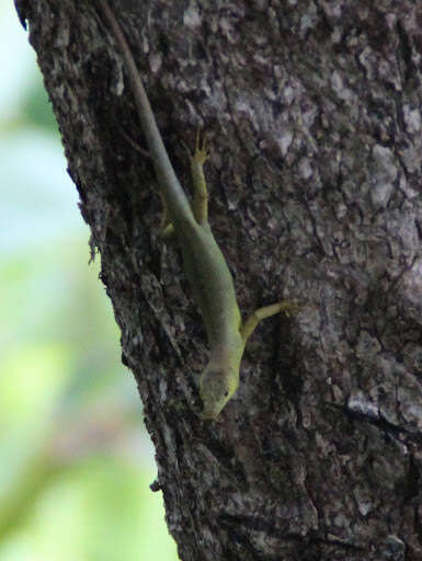 Image of Fiji Green Emo Skink