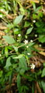 صورة Alternanthera pycnantha (Benth.) Standl.