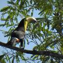 Image of Ramphastos sulfuratus sulfuratus Lesson & R 1830