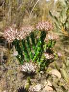 Image of Pretty Blombush
