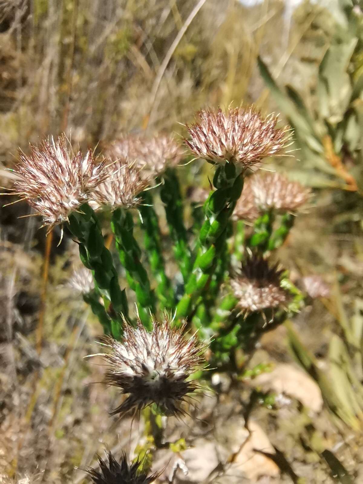 Image of Pretty Blombush