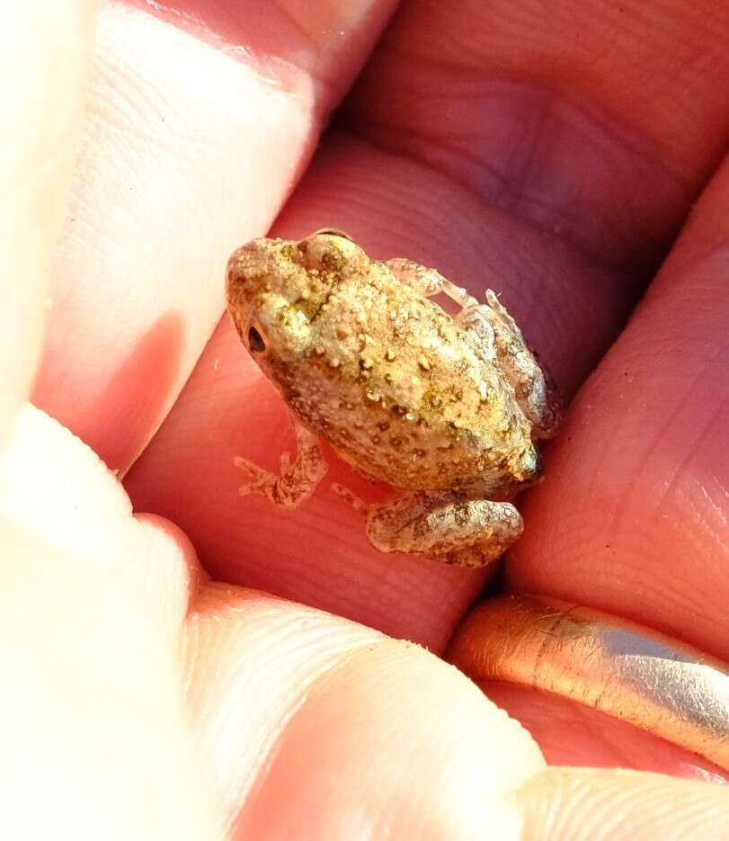 Image of Tandy's Sand Frog